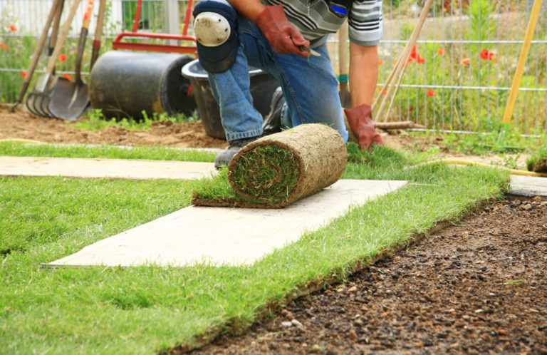 gardener rolling out turf grass